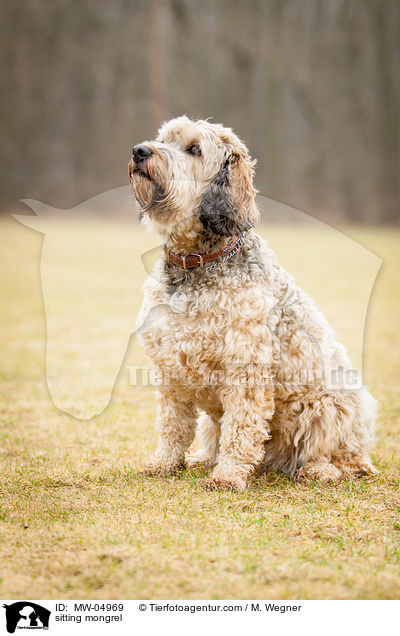 sitzender Mischling / sitting mongrel / MW-04969