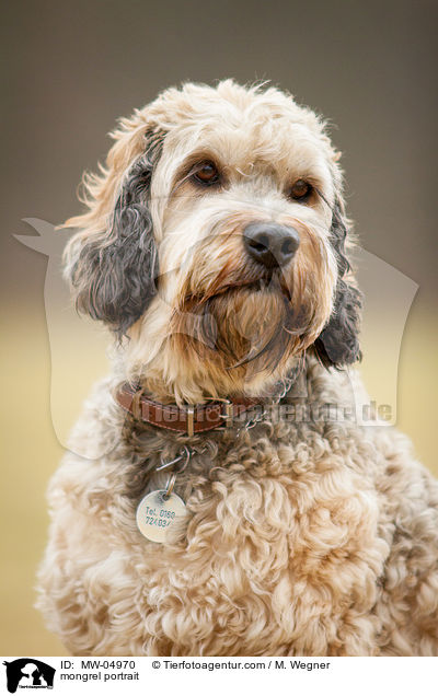 Mischling Portrait / mongrel portrait / MW-04970