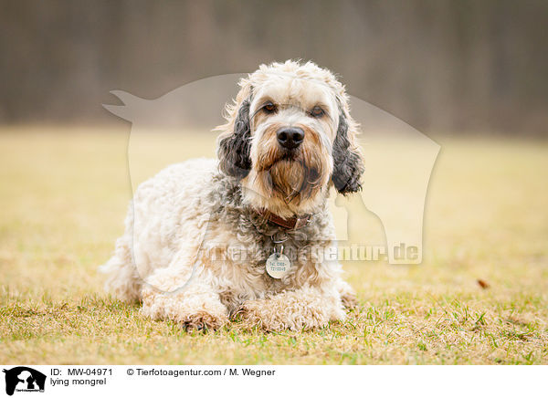 liegender Mischling / lying mongrel / MW-04971