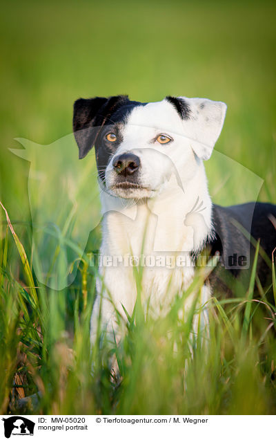 Mischling Portrait / mongrel portrait / MW-05020