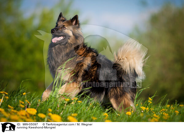 rennender Wolfsspitz-Mischling / running Keeshond-Mongrel / MW-05097