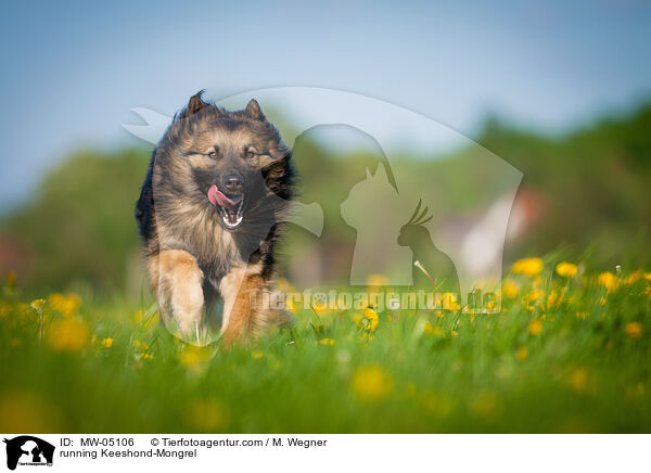 rennender Wolfsspitz-Mischling / running Keeshond-Mongrel / MW-05106
