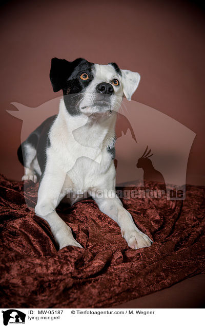 liegender Mischling / lying mongrel / MW-05187