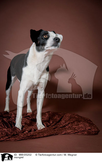 Mischling / mongrel / MW-05202