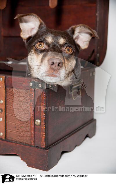Mischling Portrait / mongrel portrait / MW-05671