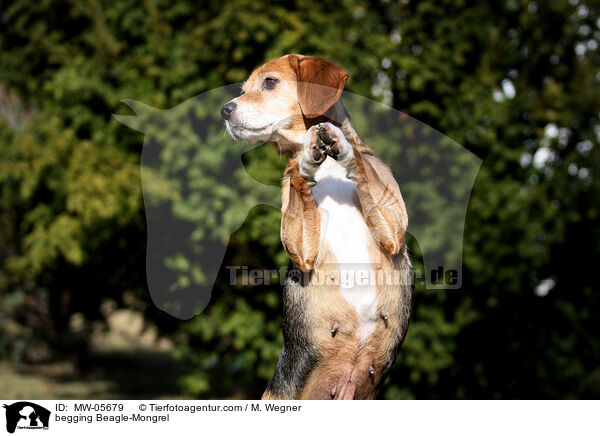 Beagle-Mischling macht Mnnchen / begging Beagle-Mongrel / MW-05679