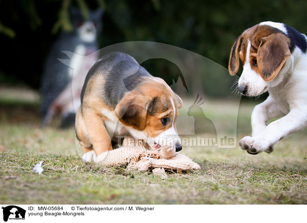 junge Beagle-Mischlinge / young Beagle-Mongrels / MW-05684