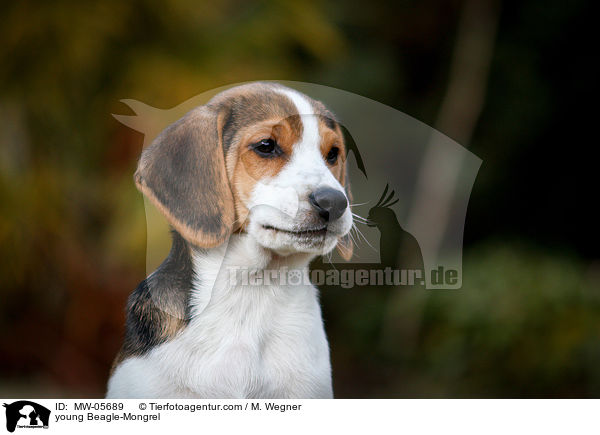 junger Beagle-Mischling / young Beagle-Mongrel / MW-05689