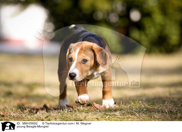 junger Beagle-Mischling / young Beagle-Mongrel / MW-05692