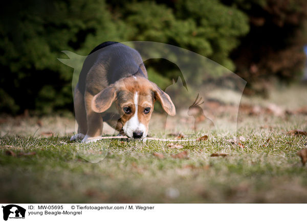 junger Beagle-Mischling / young Beagle-Mongrel / MW-05695