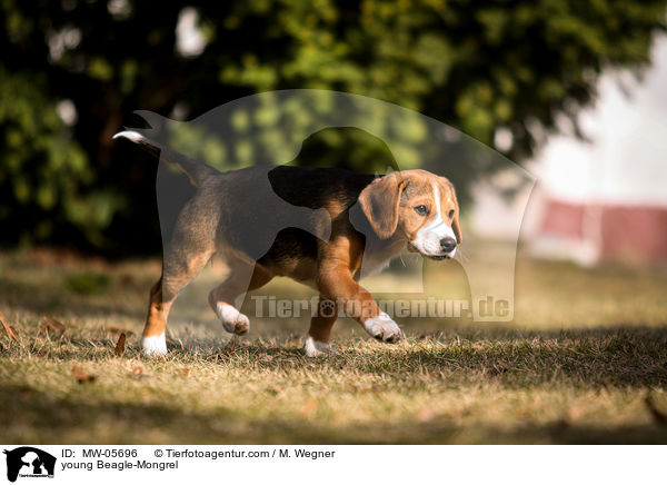 junger Beagle-Mischling / young Beagle-Mongrel / MW-05696