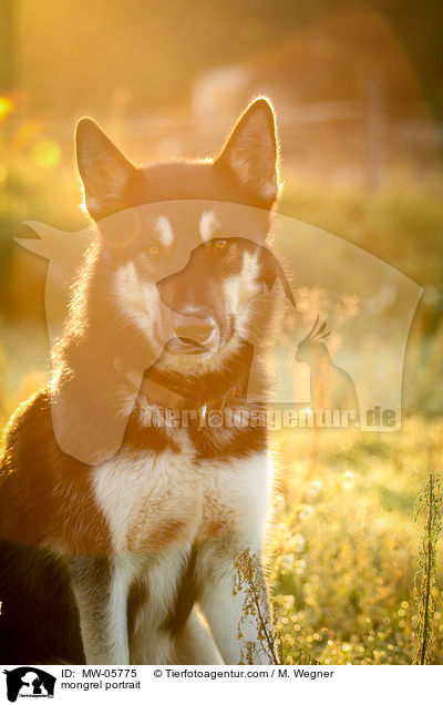 Mischling Portrait / mongrel portrait / MW-05775