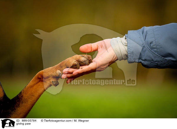 Pftchen geben / giving paw / MW-05784