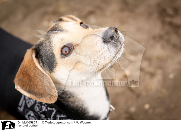 Mischling Portrait / mongrel portrait / MW-05807