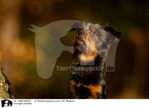 Mischling Portrait / mongrel portrait / MW-05875