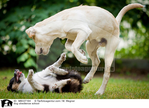 Hundeschule / dog obedience school / MW-07164