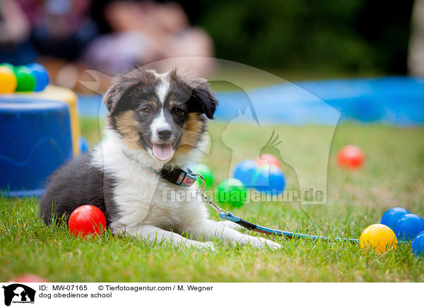 Hundeschule / dog obedience school / MW-07165