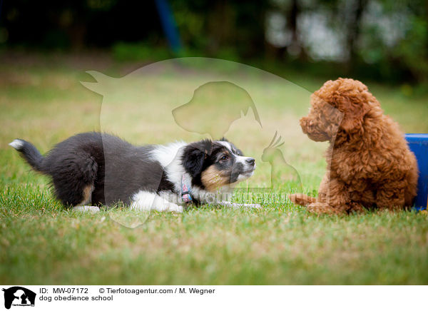 Hundeschule / dog obedience school / MW-07172
