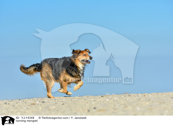 rennender Mischling / running mongrel / YJ-14348