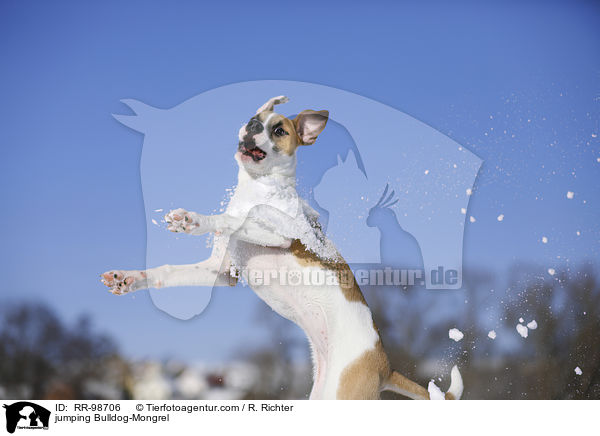 springender Bulldogge-Mischling / jumping Bulldog-Mongrel / RR-98706