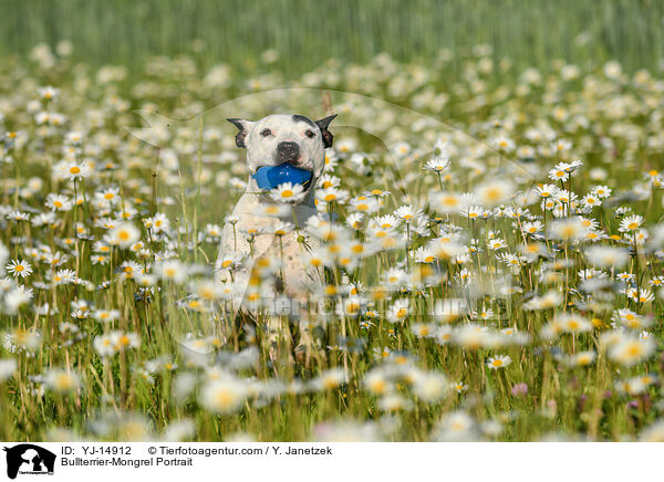 Bullterrier-Mischling Portrait / Bullterrier-Mongrel Portrait / YJ-14912