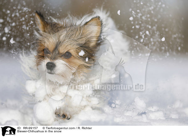 Biewer-Chihuahua im Schnee / Biewer-Chihuahua in the snow / RR-99157