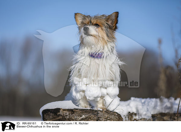 Biewer-Chihuahua im Schnee / Biewer-Chihuahua in the snow / RR-99161