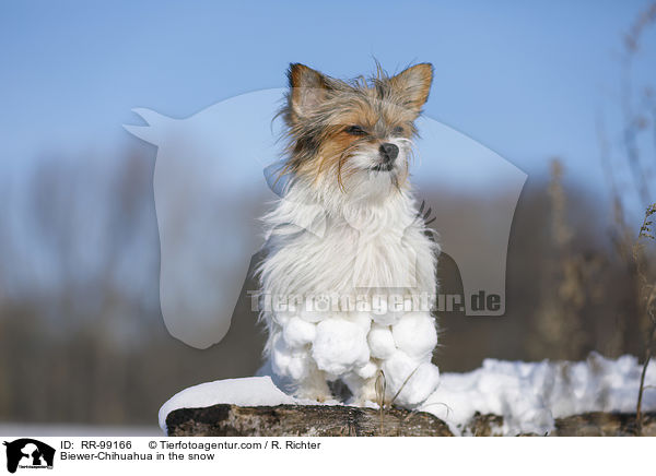 Biewer-Chihuahua im Schnee / Biewer-Chihuahua in the snow / RR-99166