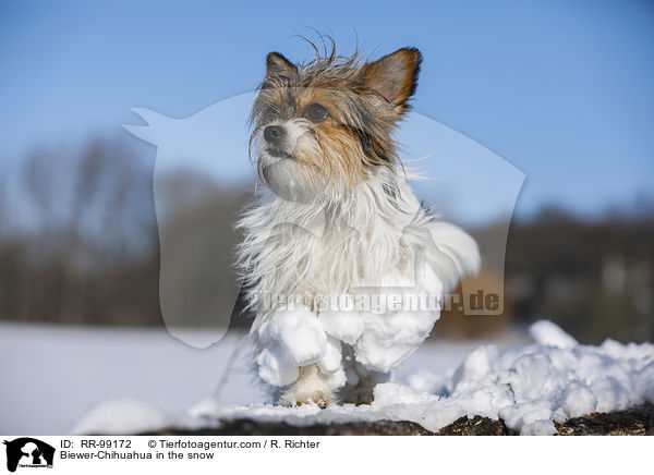 Biewer-Chihuahua im Schnee / Biewer-Chihuahua in the snow / RR-99172