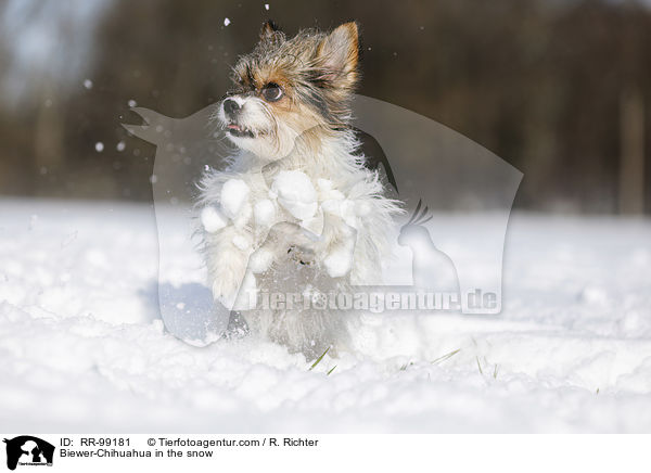 Biewer-Chihuahua im Schnee / Biewer-Chihuahua in the snow / RR-99181