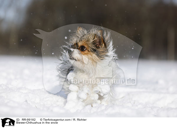 Biewer-Chihuahua im Schnee / Biewer-Chihuahua in the snow / RR-99182