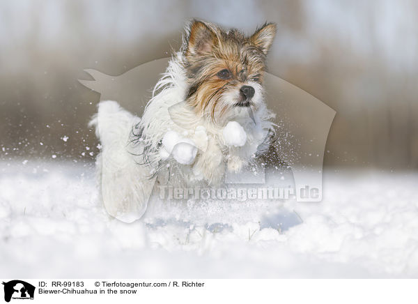 Biewer-Chihuahua im Schnee / Biewer-Chihuahua in the snow / RR-99183