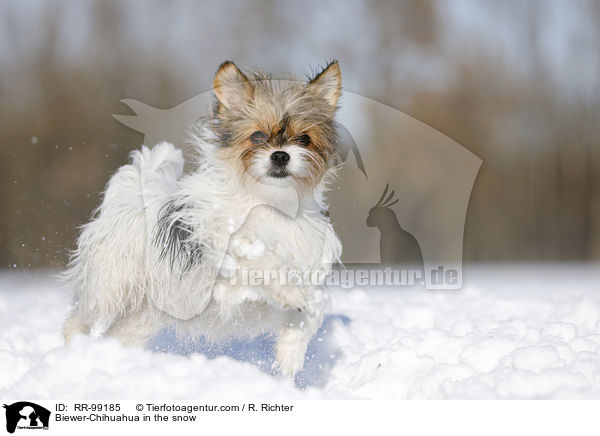 Biewer-Chihuahua in the snow / RR-99185