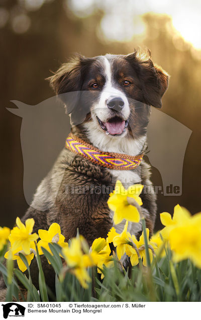 Berner Sennenhund Mischling / Bernese Mountain Dog Mongrel / SM-01045