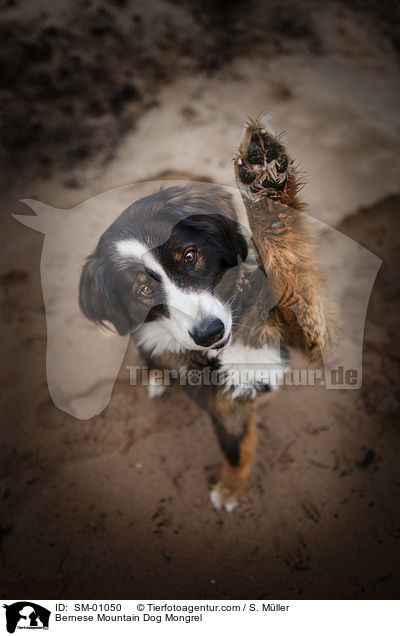 Berner Sennenhund Mischling / Bernese Mountain Dog Mongrel / SM-01050