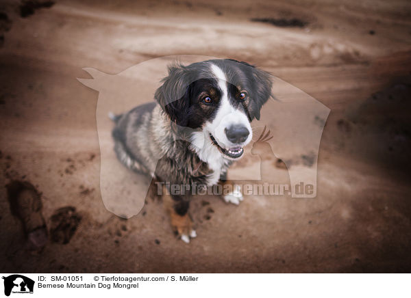 Berner Sennenhund Mischling / Bernese Mountain Dog Mongrel / SM-01051