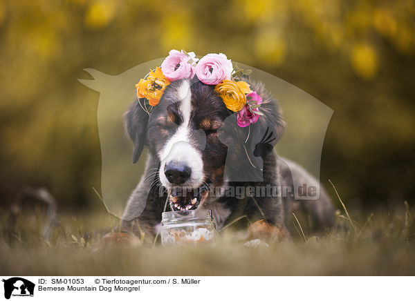 Berner Sennenhund Mischling / Bernese Mountain Dog Mongrel / SM-01053