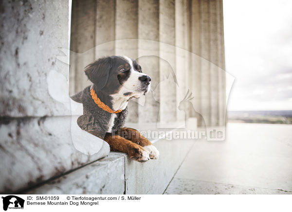 Berner Sennenhund Mischling / Bernese Mountain Dog Mongrel / SM-01059