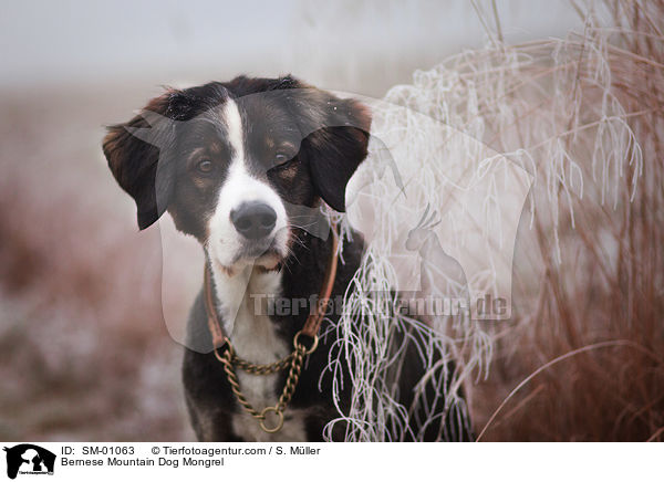 Berner Sennenhund Mischling / Bernese Mountain Dog Mongrel / SM-01063