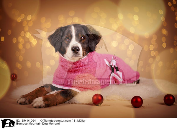 Berner Sennenhund Mischling / Bernese Mountain Dog Mongrel / SM-01064