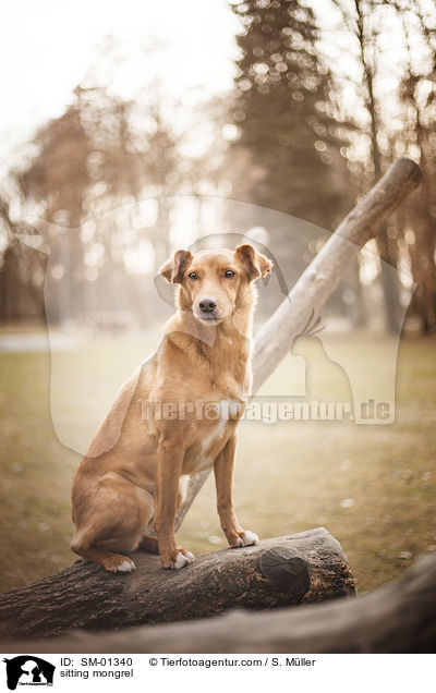 sitzender Mischling / sitting mongrel / SM-01340