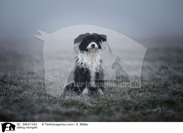 sitzender Mischling / sitting mongrel / SM-01342