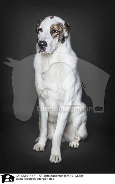 sitzender Herdenschutzhund / sitting livestock guardian dog / SM-01477