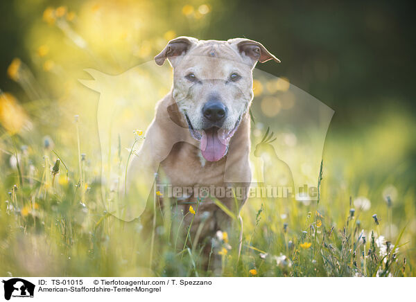 American-Staffordshire-Terrier-Mix / American-Staffordshire-Terrier-Mongrel / TS-01015