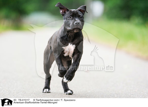 American-Staffordshire-Terrier-Mix / American-Staffordshire-Terrier-Mongrel / TS-01017