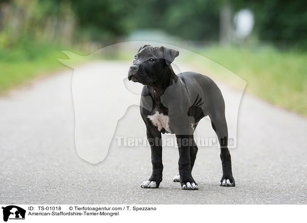 American-Staffordshire-Terrier-Mix / American-Staffordshire-Terrier-Mongrel / TS-01018