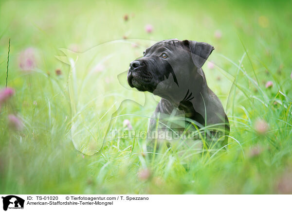 American-Staffordshire-Terrier-Mix / American-Staffordshire-Terrier-Mongrel / TS-01020