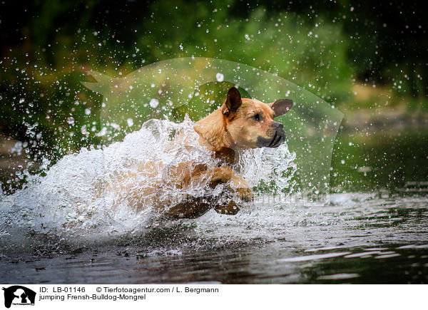 springender Franzsiche-Bulldogge-Mischling / jumping Frensh-Bulldog-Mongrel / LB-01146