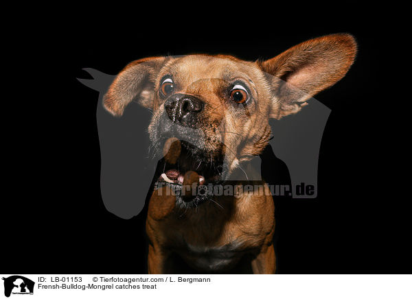 Franzsiche-Bulldogge-Mischling fngt Leckerli / Frensh-Bulldog-Mongrel catches treat / LB-01153