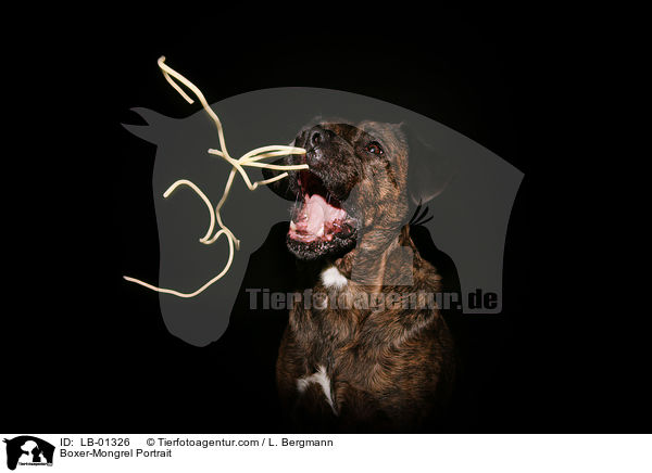 Boxer-Mischling Portrait / Boxer-Mongrel Portrait / LB-01326
